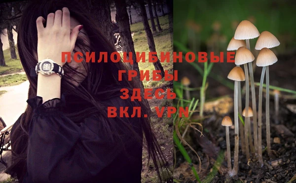 прущие грибы Сафоново
